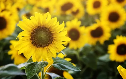 L'huile de tournesol est principalement composée d'acide linoléique et de vitamine E aux propriétés émollientes et nourrissantes. Cette huile adoucit et donne de l'éclat à la peau.