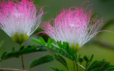 Plus connu sous le nom d'Acacia de Constantinople ou arbre à soie, Albizia julibrissin, est un arbre originaire d'Asie de l'Est et du Sud. L'extrait d'Albizia julibrissin diminue les pigments du contour de l'oeil