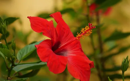 L'hibiscus, emblème de beauté source de polyphénols aux propriétés antioxydantes, est reconnu pour protéger la peau des méfaits des radicaux libres.