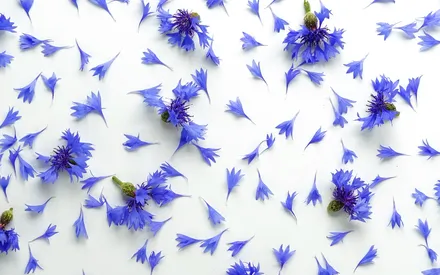 Associé à la poésie et la délicatesse, le bleuet est aussi un symbole français. L'eau florale de bleuet possède des propriétés adoucissantes qui apaisent la peau. Elle est l’alliée des peaux délicates.