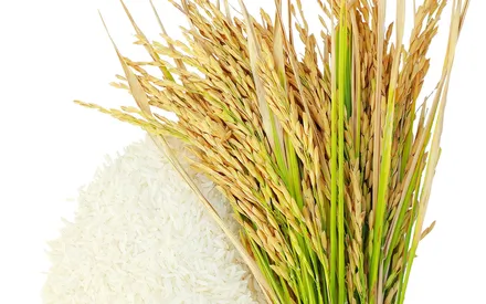 Ingrédient présent dans la poudre exfoliante visage 