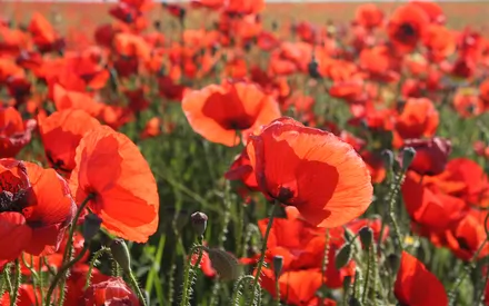 Champs de coquelicots pour l'eau micellaire en champs-t