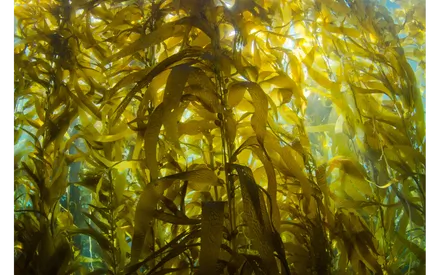 Algues qui composent la boue océan 