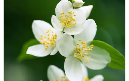 Fleur de jasmin qui est l'ingrédient principal dans l'eau micellaire jasmin 